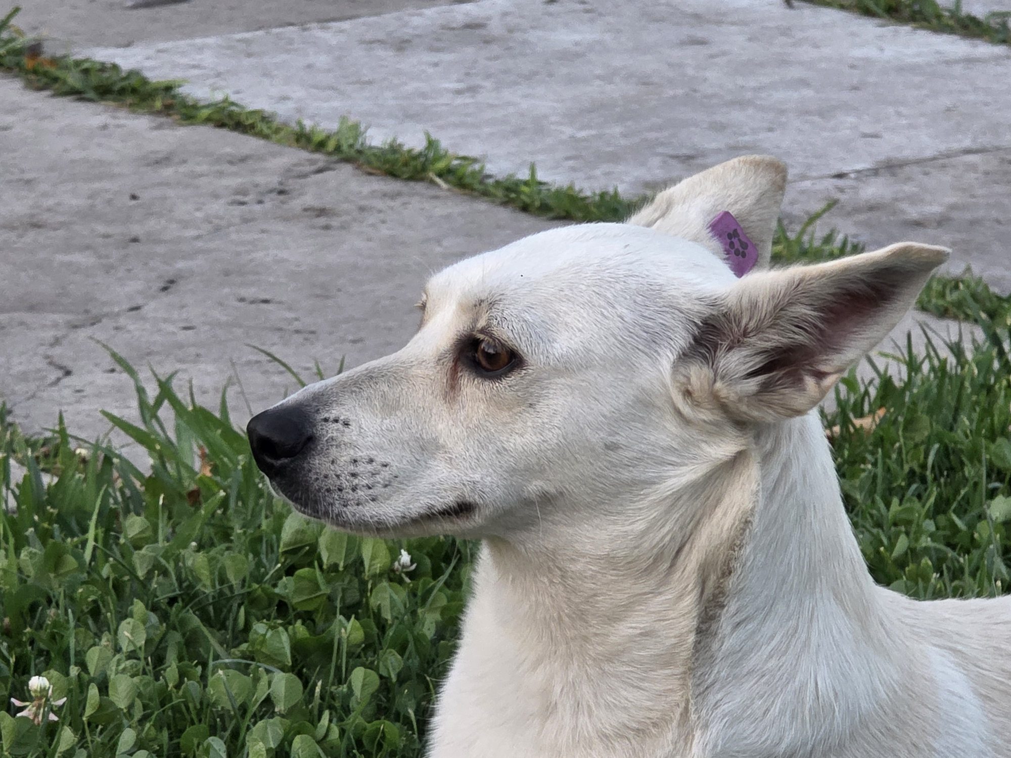 A gentle white stray dog in Yerevan — the city dog that walked alongside Nishan and his mother at 4 AM on their first morning in Armenia